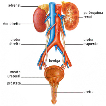 aparelho urinário
